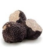 Truffle